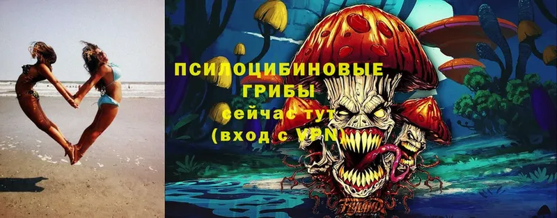 как найти   Заинск  Псилоцибиновые грибы Magic Shrooms 